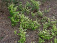 Ailanthus altissima Yevpatoria, Crimea, Russia 20150912_0465