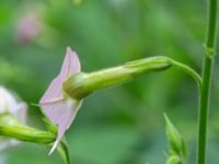 Nicotiana mutabilis Botaniska trädgården, Lund, Skåne, Sweden 20180924_0002