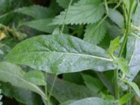 Nicotiana mutabilis Botaniska trädgården, Lund, Skåne, Sweden 20180924_0005