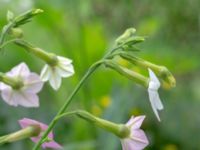 Nicotiana mutabilis Botaniska trädgården, Lund, Skåne, Sweden 20180924_0010