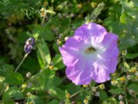 Petunia x hybrida F.d. koloniområde Östra odlingsområdet, Malmö, Skåne, Sweden 20240905_0067