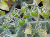 Solanum pimpinellifolium F.d. kolonilotter Östra odlingsområdet, Malmö, Skåne, Sweden 20241001_0012