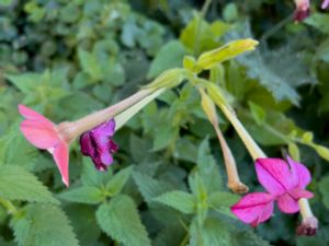 Nicotiana alata - Jasmine Tobacco - Stor blomstertobak