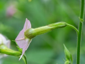 Nicotiana mutabils - Färgväxlartobak