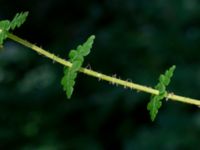 Thelypteris limbosperma Jockarp, Ryssberget, Sövesborg, Blekinge 20180808_0014