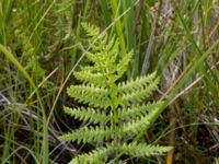 Thelypteris palustris Lyngsjön, Kristianstad, Skåne, Sweden 20170719_0148