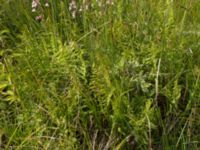 Thelypteris palustris Lyngsjön, Kristianstad, Skåne, Sweden 20170719_0161