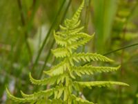 Thelypteris palustris Lyngsjön, Kristianstad, Skåne, Sweden 20170719_0162