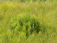 Thelypteris palustris Lyngsjön, Kristianstad, Skåne, Sweden 20170719_0164