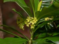 Daphne laureola Hällevik, Stenshuvud, Simrishamn, Skåne, Sweden 20200329_0071