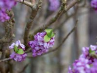 Daphne mezereum Alunbruket, Andrarum, Tomelilla, Skåne, Sweden 20170401_0054