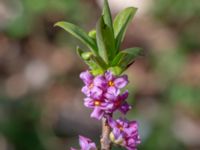 Daphne mezereum Hällevik, Stenshuvud, Simrishamn, Skåne, Sweden 20200329_0075