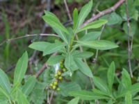 Daphne mezereum Tveta reningsverk, Mörbylånga, Öland, Sweden 20170525_0321