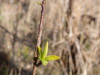 Daphnne mezerum Lilla kalkbrottet, Klagshamns udde, Malmö, Skåne, Sweden 20160401_0007