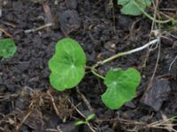 Tropaeolum majus Katrinetorp, Malmö, Skåne, Sweden 20170827_0020