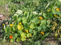 Tropaeolum majus Lindängelunds rekreationsområde, Malmö, Skåne, Sweden 20160925_0015