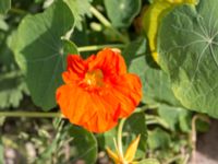 Tropaeolum majus Lindängelunds rekreationsområde, Malmö, Skåne, Sweden 20160925_0016