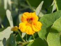 Tropaeolum majus Lindängelunds rekreationsområde, Malmö, Skåne, Sweden 20160925_0017