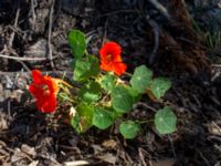 Tropaeolum majus Sliparebacken, Lund, Skåne, Sweden 20190623_0050