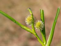 Sparganium angustifolium 380 m ENE Kärragården, Ystad, Skåne, Sweden 20180715_0052