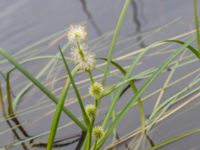 Sparganium emersum Dagshög, Torekov, Båstad, Skåne, Sweden 20180718_0076