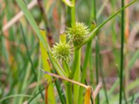 Sparganium emersum Dagshög, Torekov, Båstad, Skåne, Sweden 20180718_0077