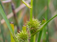 Sparganium emersum Dagshög, Torekov, Båstad, Skåne, Sweden 20180718_0079