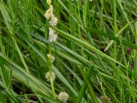 Sparganium emersum Häckeberga hed, Lund, Skåne, Sweden 20150727_0109