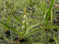 Sparganium emersum Toarpsdammen, Malmö, Skåne, Sweden 20150723_0088