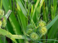 Sparganium erectum Åstorp, Falkenberg, Halland, Sweden 20150721_0068