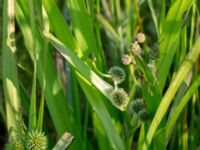 Sparganium erectum Åstorp, Falkenberg, Halland, Sweden 20150721_0069