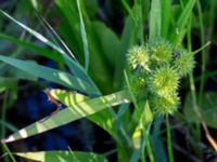 Sparganium erectum Åstorp, Falkenberg, Halland, Sweden 20150721_0070