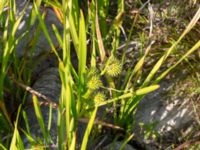 Sparganium erectum Björkadammen, Malmö, Skåne, Sweden 20150801_0152