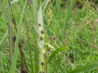 Sparganium microcarpum Skönadalsdammen, Svarte, Ystad, Skåne, Sweden 20160727_0015