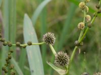 Sparganium microcarpum Skönadalsdammen, Svarte, Ystad, Skåne, Sweden 20160727_0016