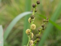 Sparganium microcarpum Skönadalsdammen, Svarte, Ystad, Skåne, Sweden 20160727_0017