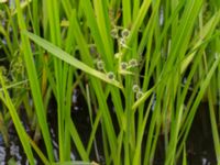 Sparganium microcarpum Toarpsdammen, Malmö, Skåne, Sweden 20150723_0063