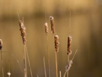 Typha angustifolia Husie mosse, Malmö, Skåne, Sweden 20120421 019