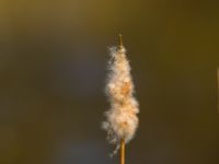 Typha angustifolia Husie mosse, Malmö, Skåne, Sweden 20120421B 020