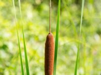 Typha angustifolia Lilla kalkbrottet, Klagshamns udde, Malmö, Skåne, Sweden 20240729_0291