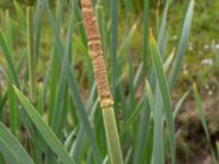 Typha latifolia Kungsmarken, Lund, Skåne, Sweden 20170624_0080