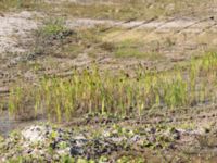 Typha latifolia Lindängelunds rekreationsområde, Malmö, Skåne, Sweden 20160814_0029