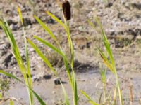 Typha latifolia Lindängelunds rekreationsområde, Malmö, Skåne, Sweden 20160814_0030