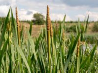 Typha latifolia Toarpsdammen, Malmö, Skåne, Sweden 20190621_0118