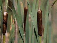 Typha latifolia Vasaltaheden, Ängelbäcksstrand, Båstad, Skåne, Sweden 20100810 230