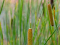 Typha laxmannii Bolmensgatan, Halmstad, Halland, Sweden 20190715_0593