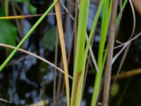 Typha laxmannii Bolmensgatan, Halmstad, Halland, Sweden 20190715_0597