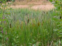 Typha laxmannii Bolmensgatan, Halmstad, Halland, Sweden 20190715_0599