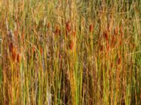 Typha laxmannii Mårtensgatan, Vellinge, Skåne, Sweden 20221009_0031