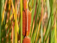 Typha laxmannii Mårtensgatan, Vellinge, Skåne, Sweden 20221009_0032